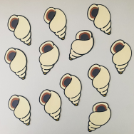 Sea Shell Confetti